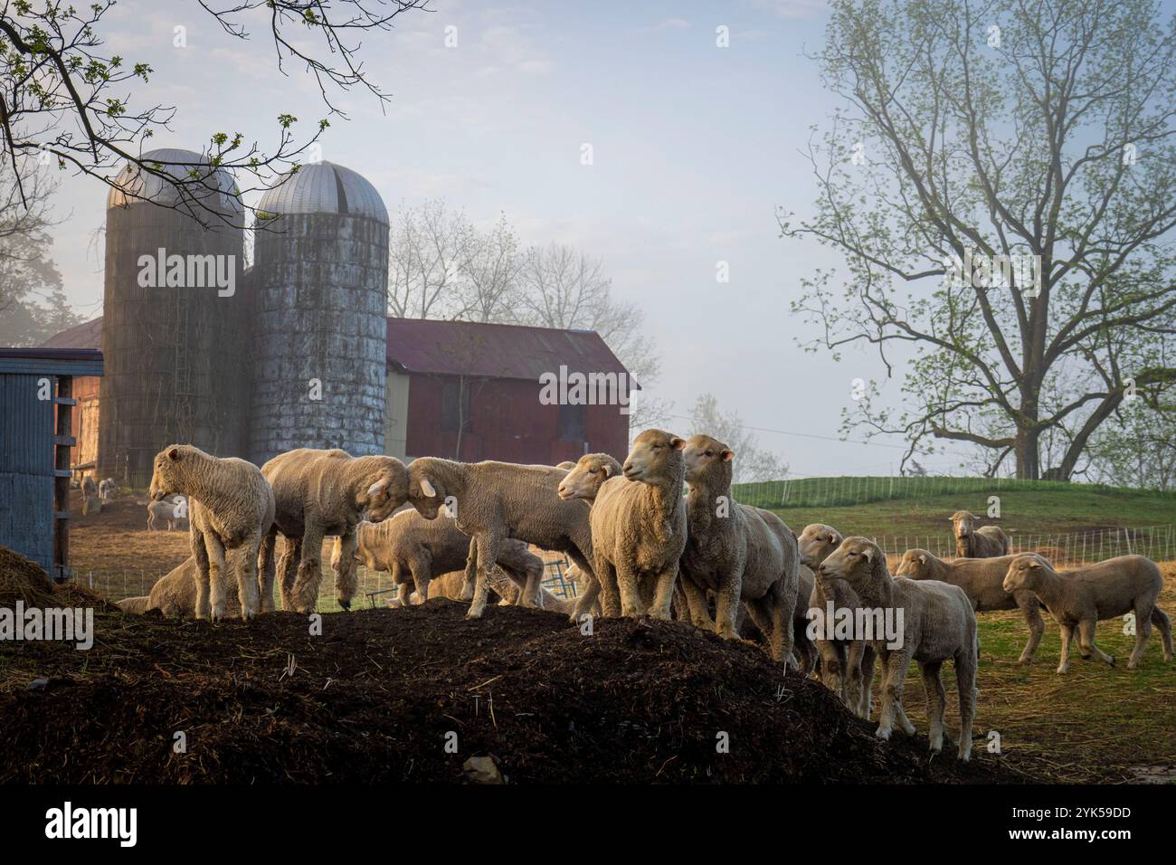 Dominique Herman conduce un gregge di Corriedale Merino Cross e Ike-de-France Merino Cross al pascolo per il pascolo mattutino nella sua fattoria a Warwick, New York. (Foto USDA/FPAC di Preston Keres) Foto Stock Dominique Herman conduce un gregge di Corriedale Merino Cross e Ike-de-France Merino Cross al pascolo per il pascolo mattutino nella sua fattoria a Warwick, New York. (Foto USDA/FPAC di Preston Keres) Foto Stock