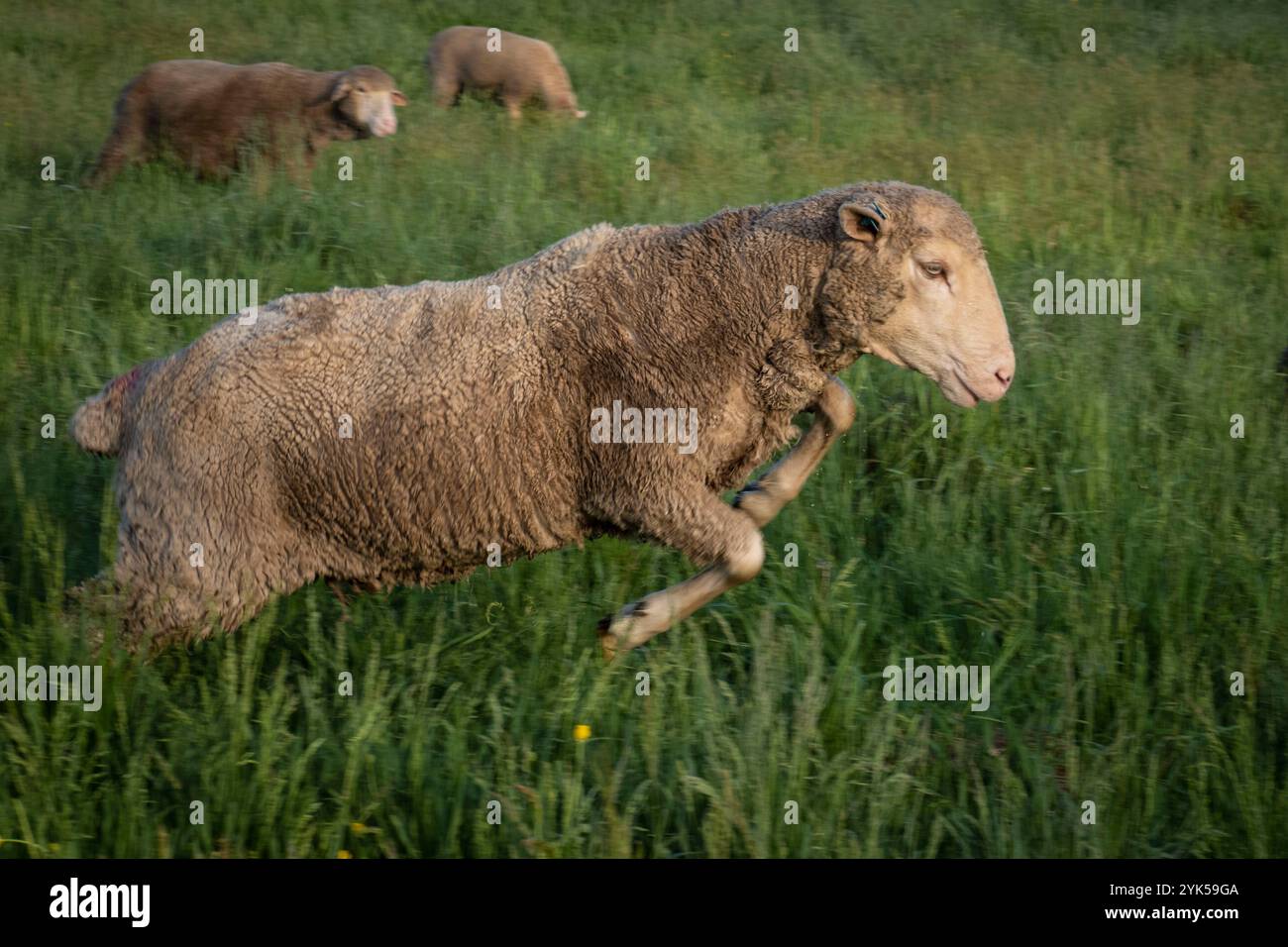 Dominique Herman conduce un gregge di Corriedale Merino Cross e Ike-de-France Merino Cross al pascolo per il pascolo mattutino nella sua fattoria a Warwick, New York. (Foto USDA/FPAC di Preston Keres) Foto Stock Dominique Herman conduce un gregge di Corriedale Merino Cross e Ike-de-France Merino Cross al pascolo per il pascolo mattutino nella sua fattoria a Warwick, New York. (Foto USDA/FPAC di Preston Keres) Foto Stock