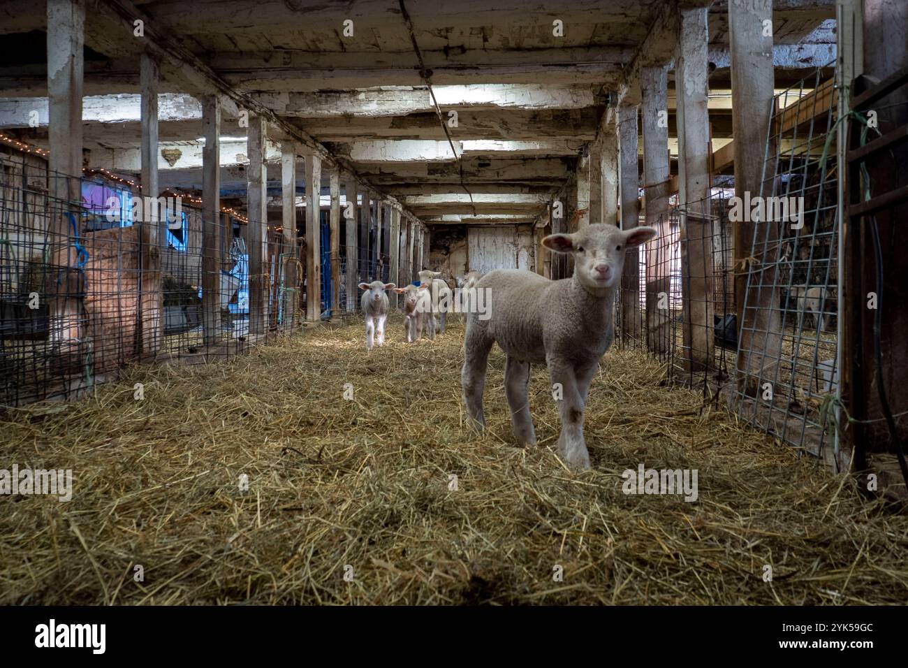 Le pecore merino sembrano essere nutrite nella fattoria di Dominique Herman a Warwick, New York. (Foto USDA/FPAC di Preston Keres) Foto Stock Le pecore merino sembrano essere nutrite nella fattoria di Dominique Herman a Warwick, New York. (Foto USDA/FPAC di Preston Keres) Foto Stock