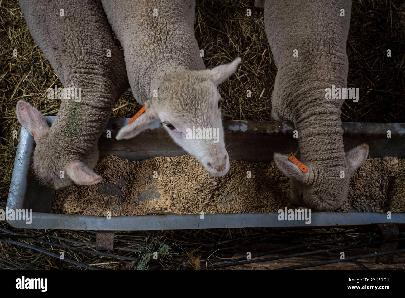 Le pecore merino sembrano essere nutrite nella fattoria di Dominique Herman a Warwick, New York. (Foto USDA/FPAC di Preston Keres) Foto Stock Le pecore merino sembrano essere nutrite nella fattoria di Dominique Herman a Warwick, New York. (Foto USDA/FPAC di Preston Keres) Foto Stock