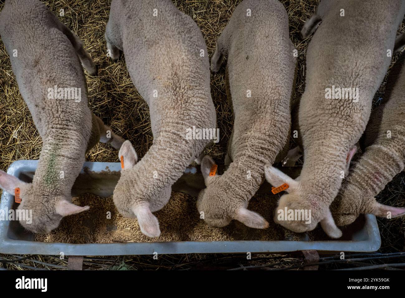 Le pecore merino sembrano essere nutrite nella fattoria di Dominique Herman a Warwick, New York. (Foto USDA/FPAC di Preston Keres) Foto Stock Le pecore merino sembrano essere nutrite nella fattoria di Dominique Herman a Warwick, New York. (Foto USDA/FPAC di Preston Keres) Foto Stock