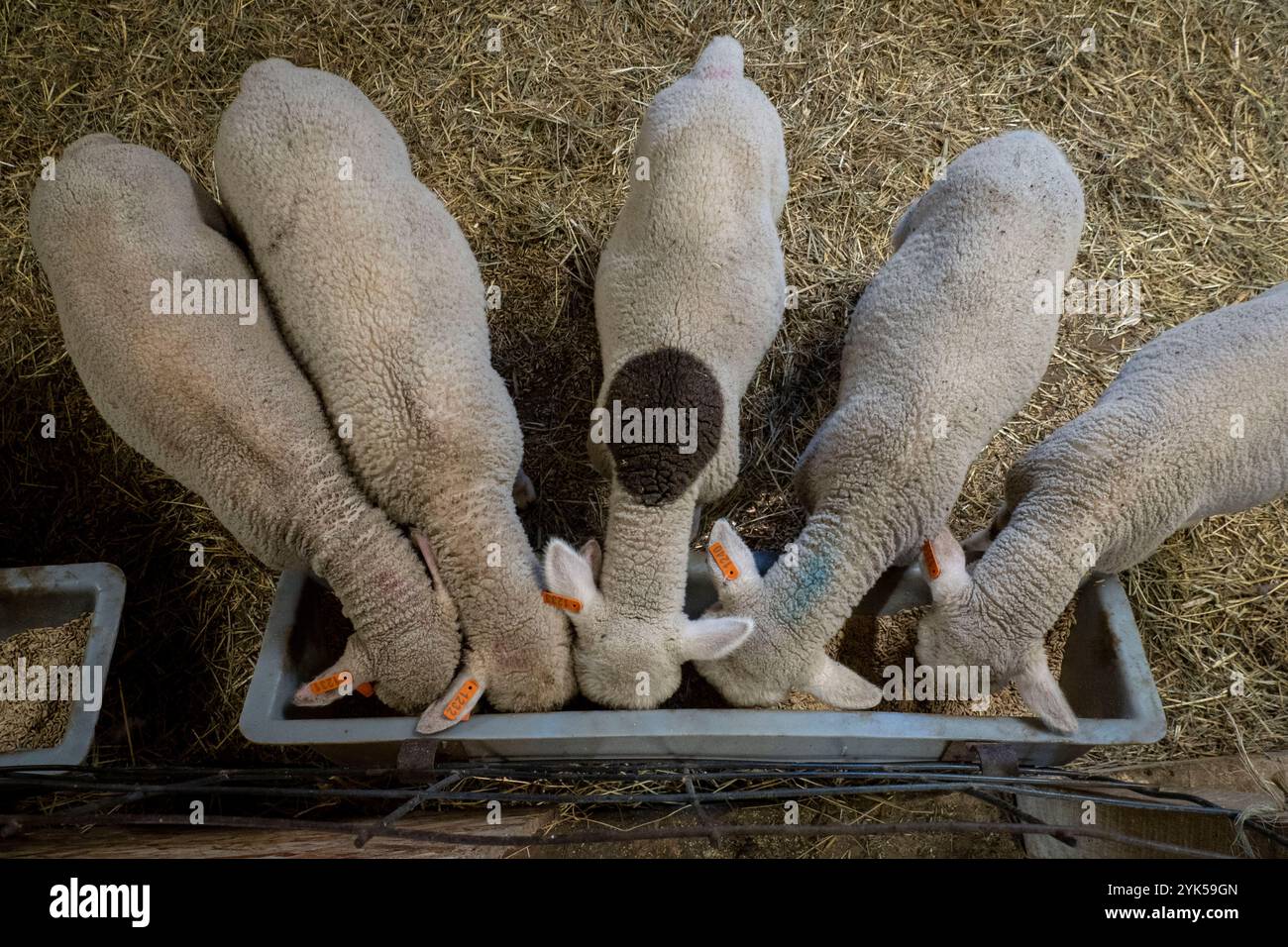 Le pecore merino sembrano essere nutrite nella fattoria di Dominique Herman a Warwick, New York. (Foto USDA/FPAC di Preston Keres) Foto Stock Le pecore merino sembrano essere nutrite nella fattoria di Dominique Herman a Warwick, New York. (Foto USDA/FPAC di Preston Keres) Foto Stock