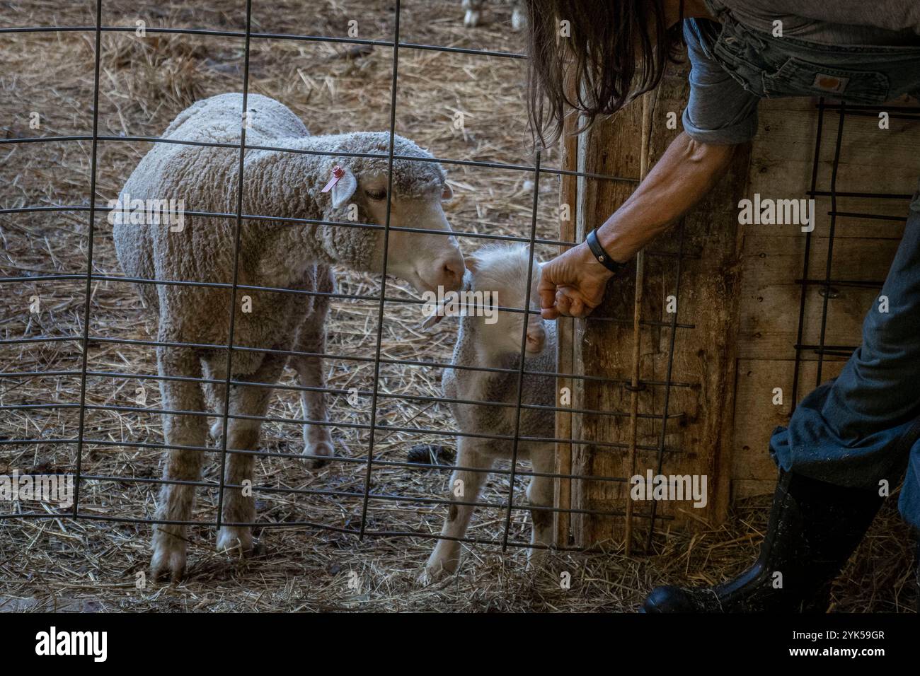Le pecore merino sembrano essere nutrite nella fattoria di Dominique Herman a Warwick, New York. (Foto USDA/FPAC di Preston Keres) Foto Stock Le pecore merino sembrano essere nutrite nella fattoria di Dominique Herman a Warwick, New York. (Foto USDA/FPAC di Preston Keres) Foto Stock