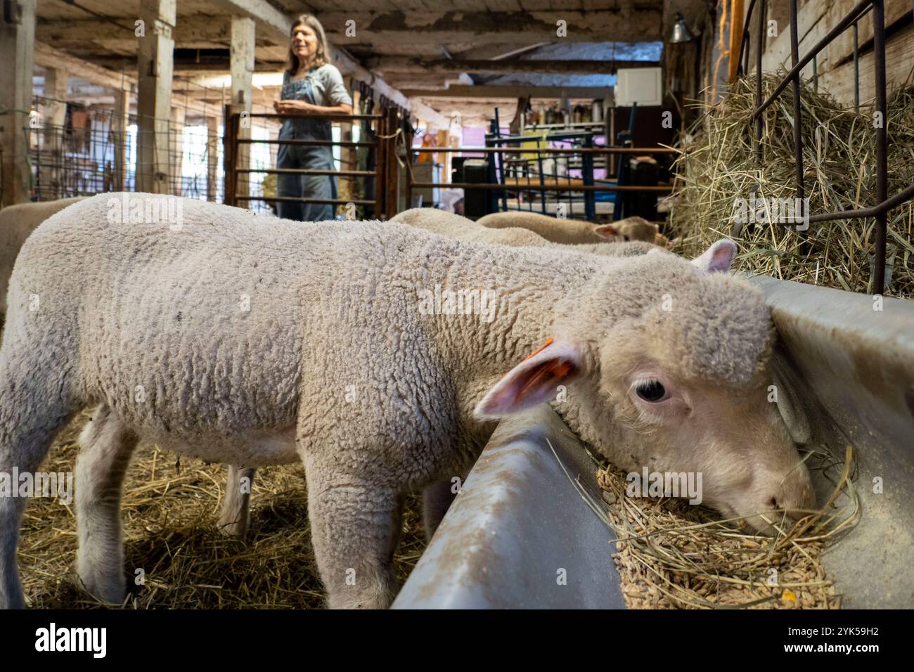 Le pecore merino sembrano essere nutrite nella fattoria di Dominique Herman a Warwick, New York. (Foto USDA/FPAC di Preston Keres) Foto Stock Le pecore merino sembrano essere nutrite nella fattoria di Dominique Herman a Warwick, New York. (Foto USDA/FPAC di Preston Keres) Foto Stock
