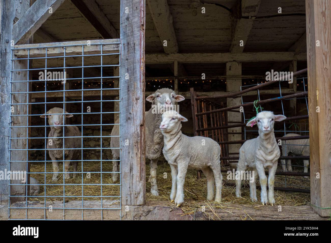 Dominique Herman cresce Merino Sheep nella sua fattoria a Warwick, New York. (Foto USDA/FPAC di Preston Keres) Foto Stock Dominique Herman cresce Merino Sheep nella sua fattoria a Warwick, New York. (Foto USDA/FPAC di Preston Keres) Foto Stock