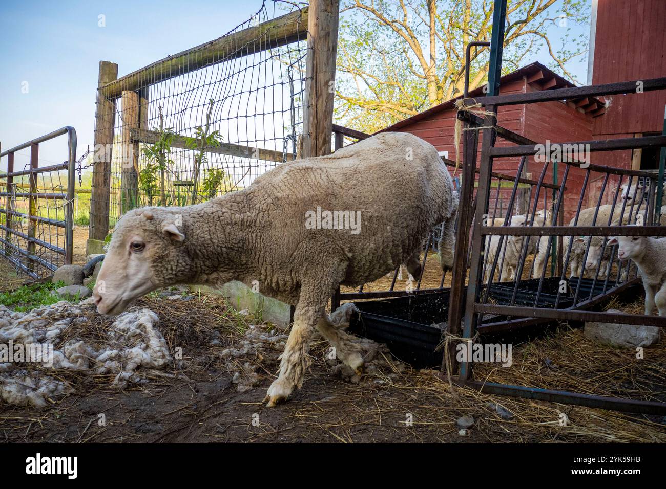 Dominique Herman cresce Saxon Merino Sheep nella sua fattoria a Warwick, New York. (Foto USDA/FPAC di Preston Keres) Foto Stock Dominique Herman cresce Saxon Merino Sheep nella sua fattoria a Warwick, New York. (Foto USDA/FPAC di Preston Keres) Foto Stock