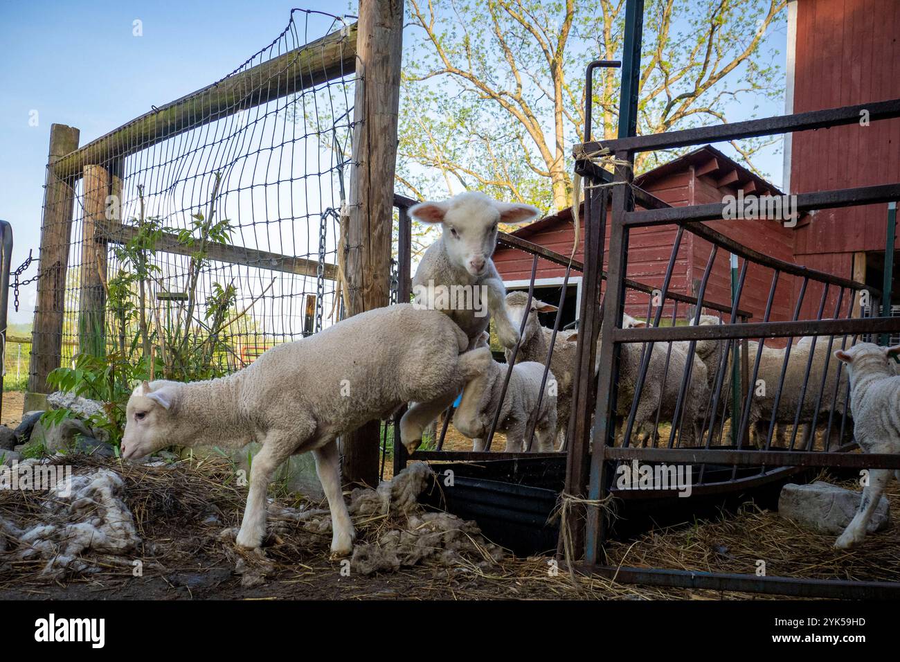 Dominique Herman cresce Merino Sheep, che si fanno strada attraverso e sopra un bagno di piedi nella sua fattoria a Warwick, New York. (Foto USDA/FPAC di Preston Keres) Foto Stock Dominique Herman cresce Merino Sheep, che si fanno strada attraverso e sopra un bagno di piedi nella sua fattoria a Warwick, New York. (Foto USDA/FPAC di Preston Keres) Foto Stock