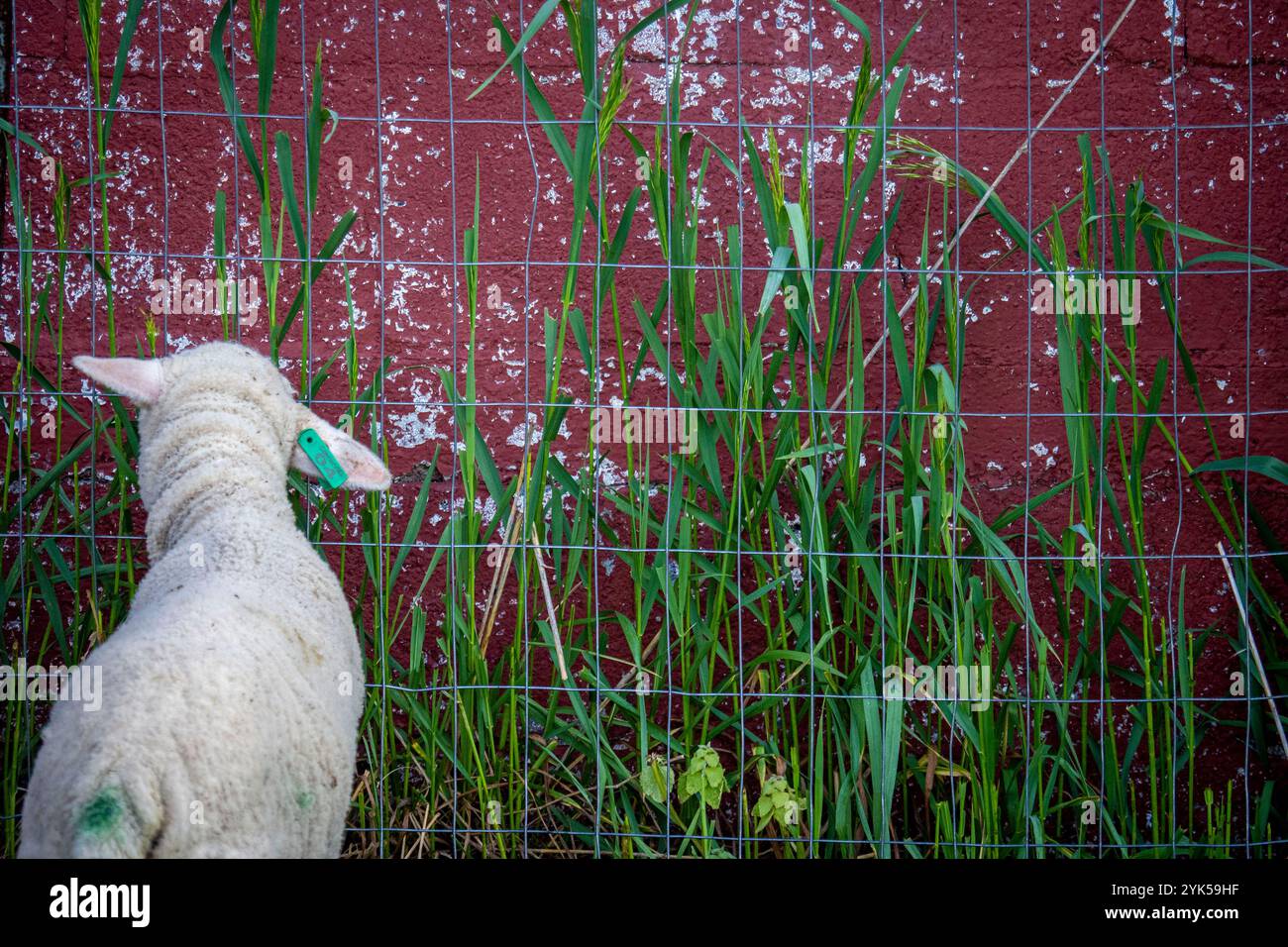 Dominique Herman alleva Merino Sheep, una delle quali trova erba accanto al fienile per sbizzarrirsi nella sua fattoria a Warwick, New York. (Foto USDA/FPAC di Preston Keres) Foto Stock Dominique Herman alleva Merino Sheep, una delle quali trova erba accanto al fienile per sbizzarrirsi nella sua fattoria a Warwick, New York. (Foto USDA/FPAC di Preston Keres) Foto Stock