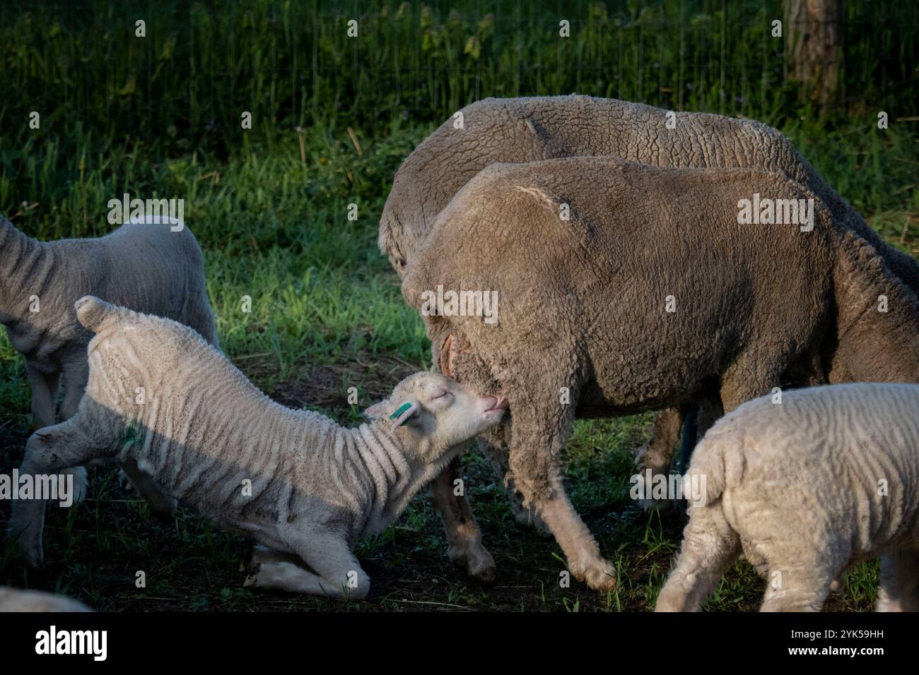Dominique Herman cresce Merino Sheep nella sua fattoria a Warwick, New York. (Foto USDA/FPAC di Preston Keres) Foto Stock Dominique Herman cresce Merino Sheep nella sua fattoria a Warwick, New York. (Foto USDA/FPAC di Preston Keres) Foto Stock