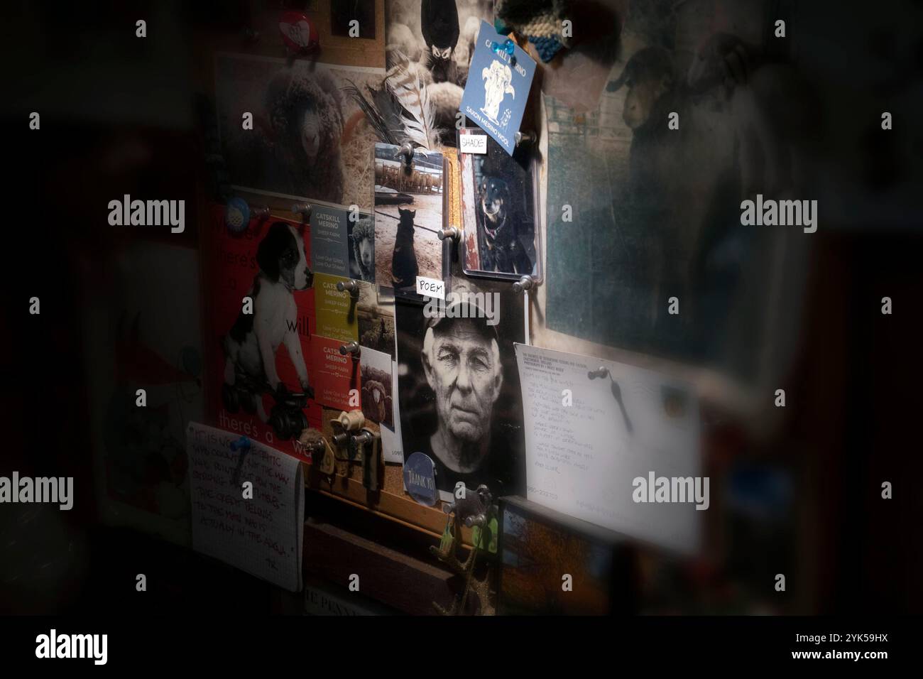 Dominique Herman cresce Merino Sheep nella sua fattoria a Warwick, New York. Il suo mentore Eugene Wyatt (nella foto) era un agricoltore autodidatta di prima generazione, che trascorse 28 anni coltivando il Gold standard della lana sassone Merino. Herman e Wyatt rimasero fedeli a quella missione fino al suo suicidio nel maggio 2018, quando assunse la gestione della fattoria. (Foto USDA/FPAC di Preston Keres) Foto Stock