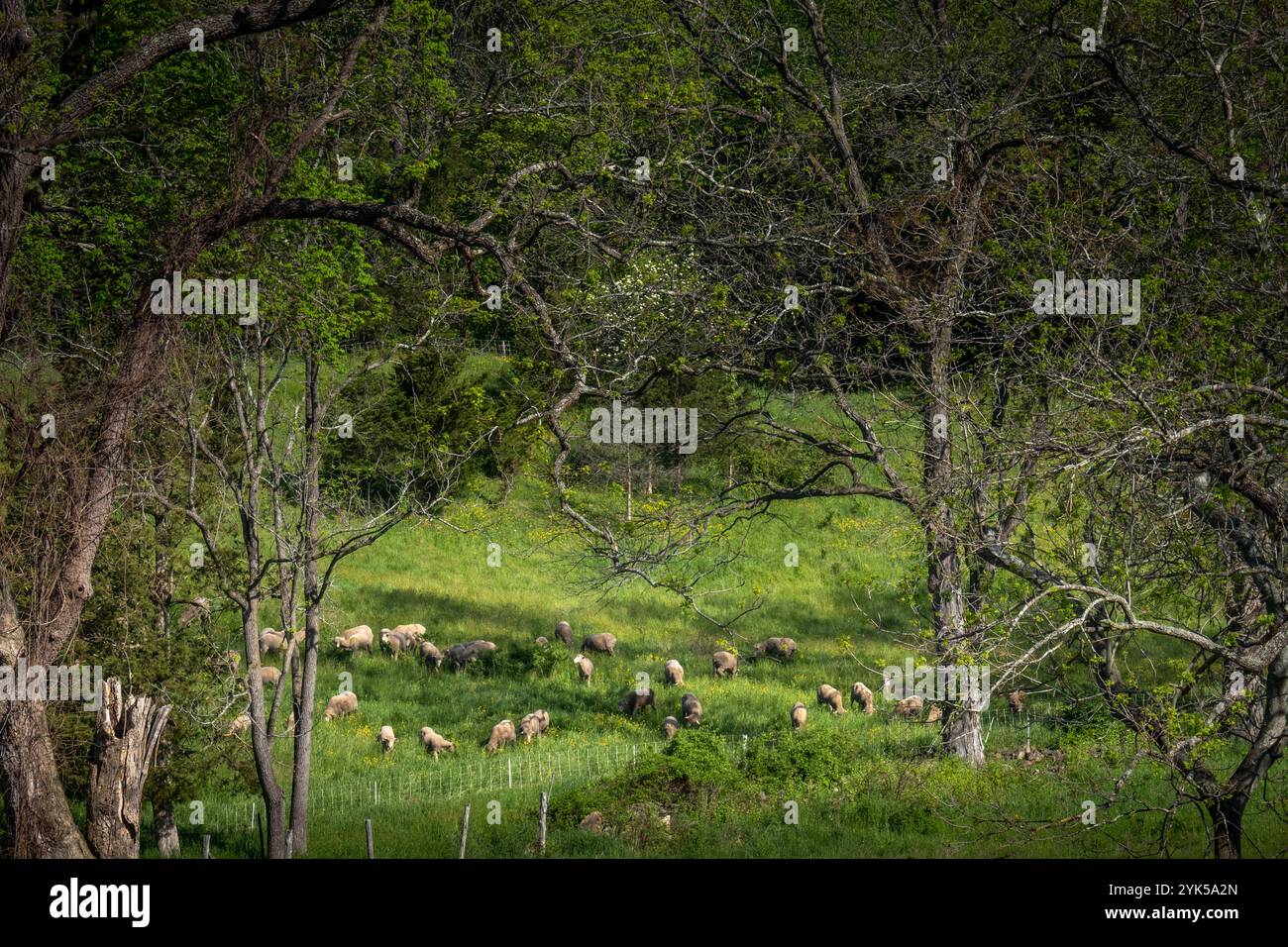 Dominique Herman cresce Saxon Merino Sheep nella sua fattoria a Warwick, New York. (Foto USDA/FPAC di Preston Keres) Foto Stock Dominique Herman cresce Saxon Merino Sheep nella sua fattoria a Warwick, New York. (Foto USDA/FPAC di Preston Keres) Foto Stock