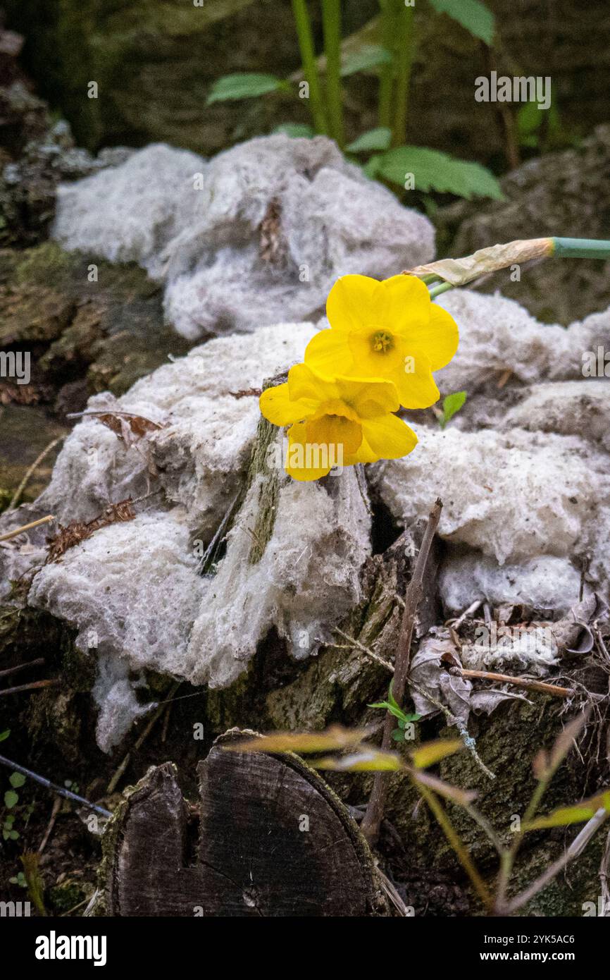 Dominique Herman cresce Saxon Merino Sheep nella sua fattoria a Warwick, New York. Uno degli usi della loro lana è come pacciame per aiuole. (Foto USDA/FPAC di Preston Keres) Foto Stock Dominique Herman cresce Saxon Merino Sheep nella sua fattoria a Warwick, New York. Uno degli usi della loro lana è come pacciame per aiuole. (Foto USDA/FPAC di Preston Keres) Foto Stock
