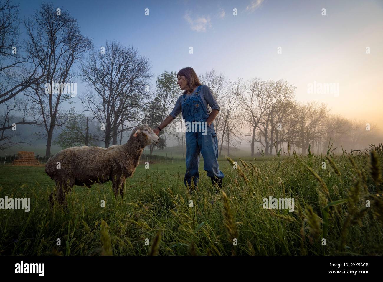 Dominique Herman cresce Saxon Merino Sheep nella sua fattoria a Warwick, New York. (Foto USDA/FPAC di Preston Keres) Foto Stock Dominique Herman cresce Saxon Merino Sheep nella sua fattoria a Warwick, New York. (Foto USDA/FPAC di Preston Keres) Foto Stock