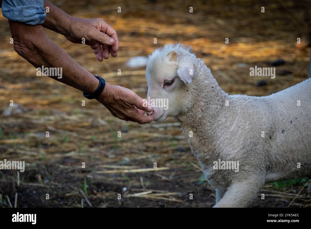 Dominique Herman allevava pecore sassoni Merino, Ile-de-France e Corriedale Sheep nella sua fattoria a Warwick, New York. (Foto USDA/FPAC di Preston Keres) Foto Stock Dominique Herman allevava pecore sassoni Merino, Ile-de-France e Corriedale Sheep nella sua fattoria a Warwick, New York. (Foto USDA/FPAC di Preston Keres) Foto Stock