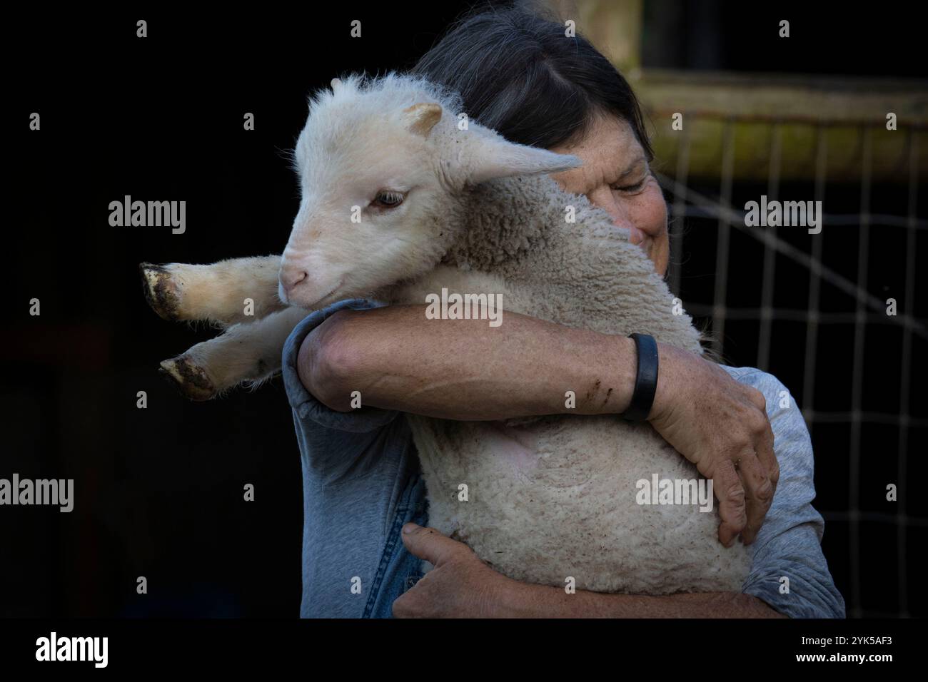 Dominique Herman allevava pecore sassoni Merino, Ile-de-France e Corriedale Sheep nella sua fattoria a Warwick, New York. (Foto USDA/FPAC di Preston Keres) Foto Stock Dominique Herman allevava pecore sassoni Merino, Ile-de-France e Corriedale Sheep nella sua fattoria a Warwick, New York. (Foto USDA/FPAC di Preston Keres) Foto Stock