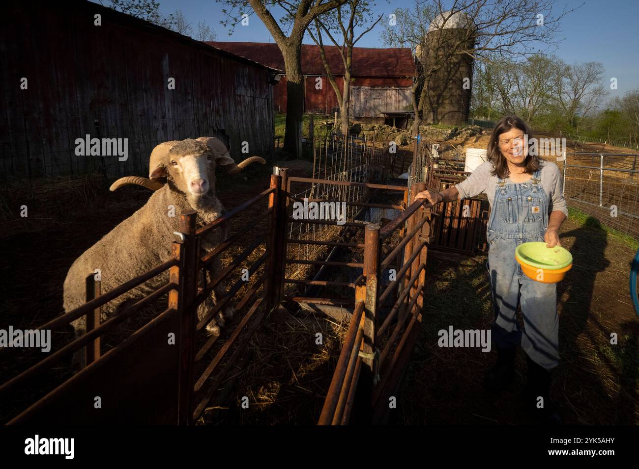 Dominique Herman nutre le sue pecore sassoni Merino, Ile-de-France e Corriedale Sheep nella sua fattoria a Warwick, New York. (Foto USDA/FPAC di Preston Keres) Foto Stock Dominique Herman nutre le sue pecore sassoni Merino, Ile-de-France e Corriedale Sheep nella sua fattoria a Warwick, New York. (Foto USDA/FPAC di Preston Keres) Foto Stock