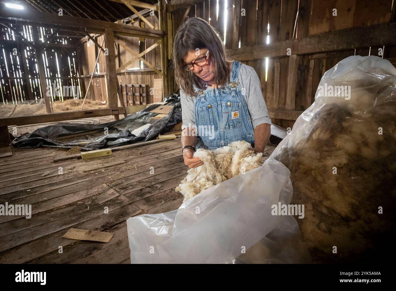Dominique Herman allevava pecore sassoni Merino, Ile-de-France e Corriedale Sheep nella sua fattoria a Warwick, New York. Qui, mostra un po' della loro ricercata lana. (Foto USDA/FPAC di Preston Keres) Foto Stock Dominique Herman allevava pecore sassoni Merino, Ile-de-France e Corriedale Sheep nella sua fattoria a Warwick, New York. Qui, mostra un po' della loro ricercata lana. (Foto USDA/FPAC di Preston Keres) Foto Stock