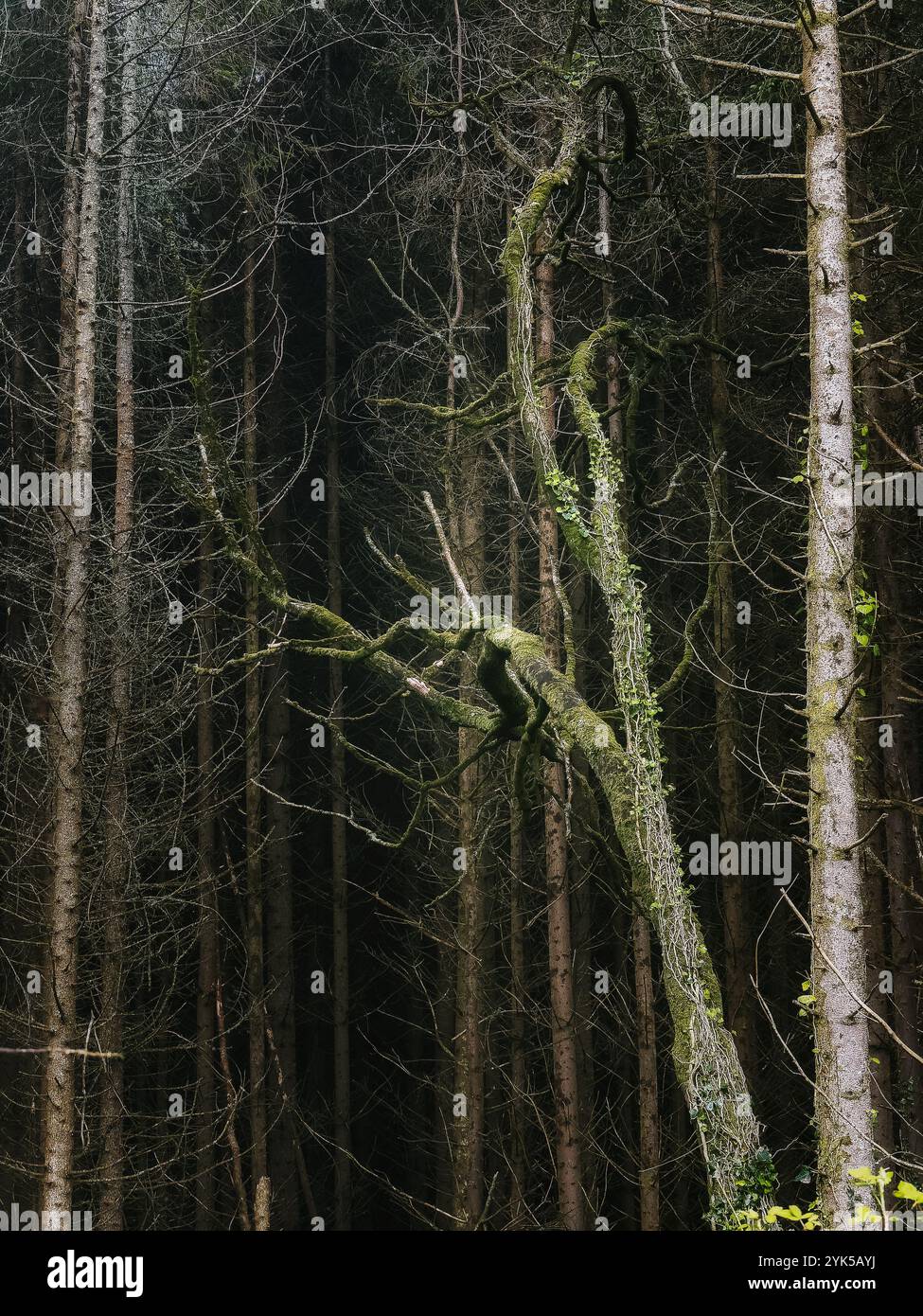 Un ramo di albero contorto, avvolto da muschio vibrante, sorge tra gli alti e sottili alberi di una fitta foresta in una giornata nuvolosa, creando un'atmosfera tranquilla Foto Stock