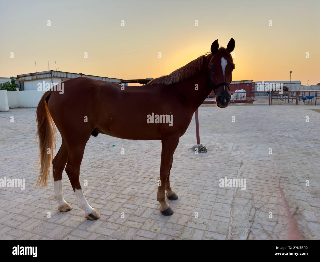 Cavallo arabo nel deserto , uno dei migliori cavalli per resistenza, competizione o semplicemente come un animale domestico amichevole , Medio Oriente Foto Stock
