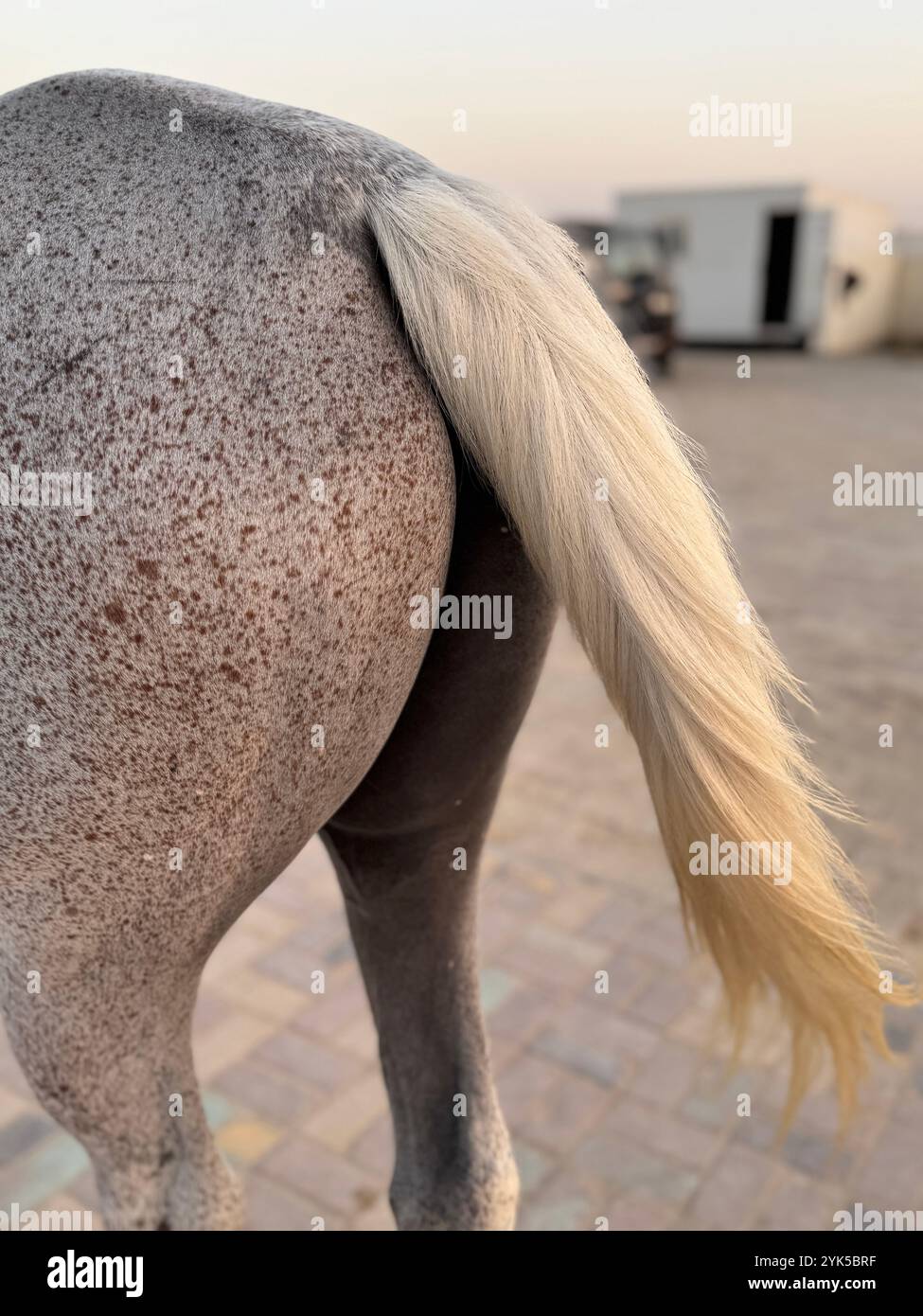 Coda animale - cavallo arabo nel deserto , uno dei migliori cavalli per resistenza, competizione o semplicemente come un animale domestico amichevole , Medio Oriente Foto Stock