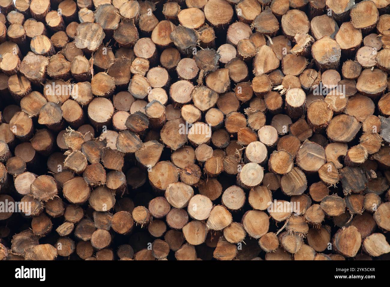 Primo piano di una pila di tronchi di legno per uno sfondo rustico naturale Foto Stock