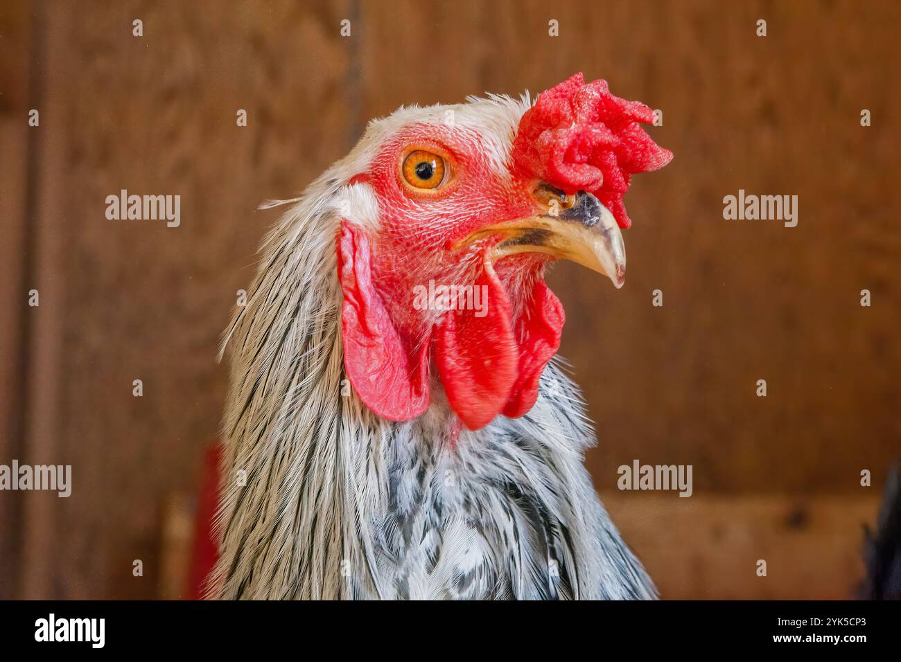 Primo piano Ritratto di un pollo - Fotografia di animali di fattoria Foto Stock
