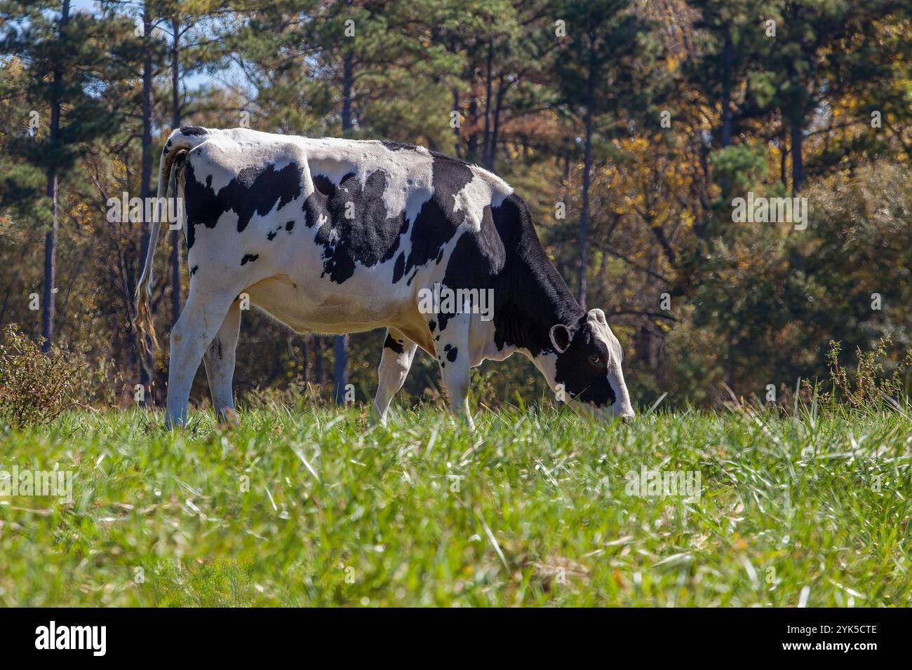 Mucche bianche e nere che pascolano su un lussureggiante campo verde nella campagna rurale Foto Stock