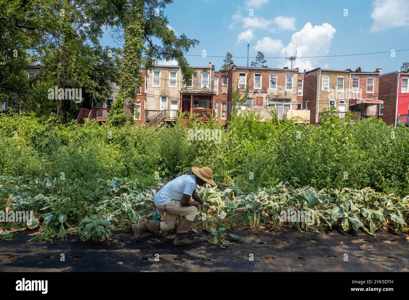 University of Maryland Extension Urban Farmer Field School organizza un evento educativo presso Plantation Park Heights Urban Farm (PPHUF) a Baltimora, MD, 20 luglio 2021. PPHUF è stato creato da Farmer Chippy e da un gruppo di cittadini caraibici/americani che desiderano apportare cambiamenti e avere un impatto positivo sulla vita dei giovani adulti che risiedono nella comunità di Park Heights, nonché concentrarsi sulla produzione e distribuzione di cibo per creare la prima "Agrihood" all'interno della città di Baltimora, MD Foto USDA/FPAC di Preston Keres Foto Stock