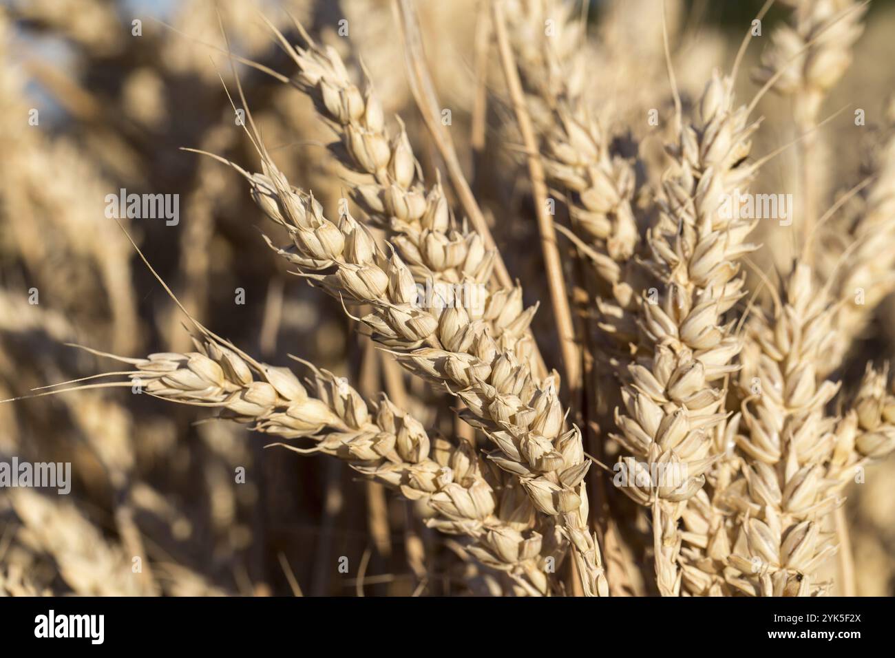 Dettaglio di un orecchio maturo di segala Foto Stock