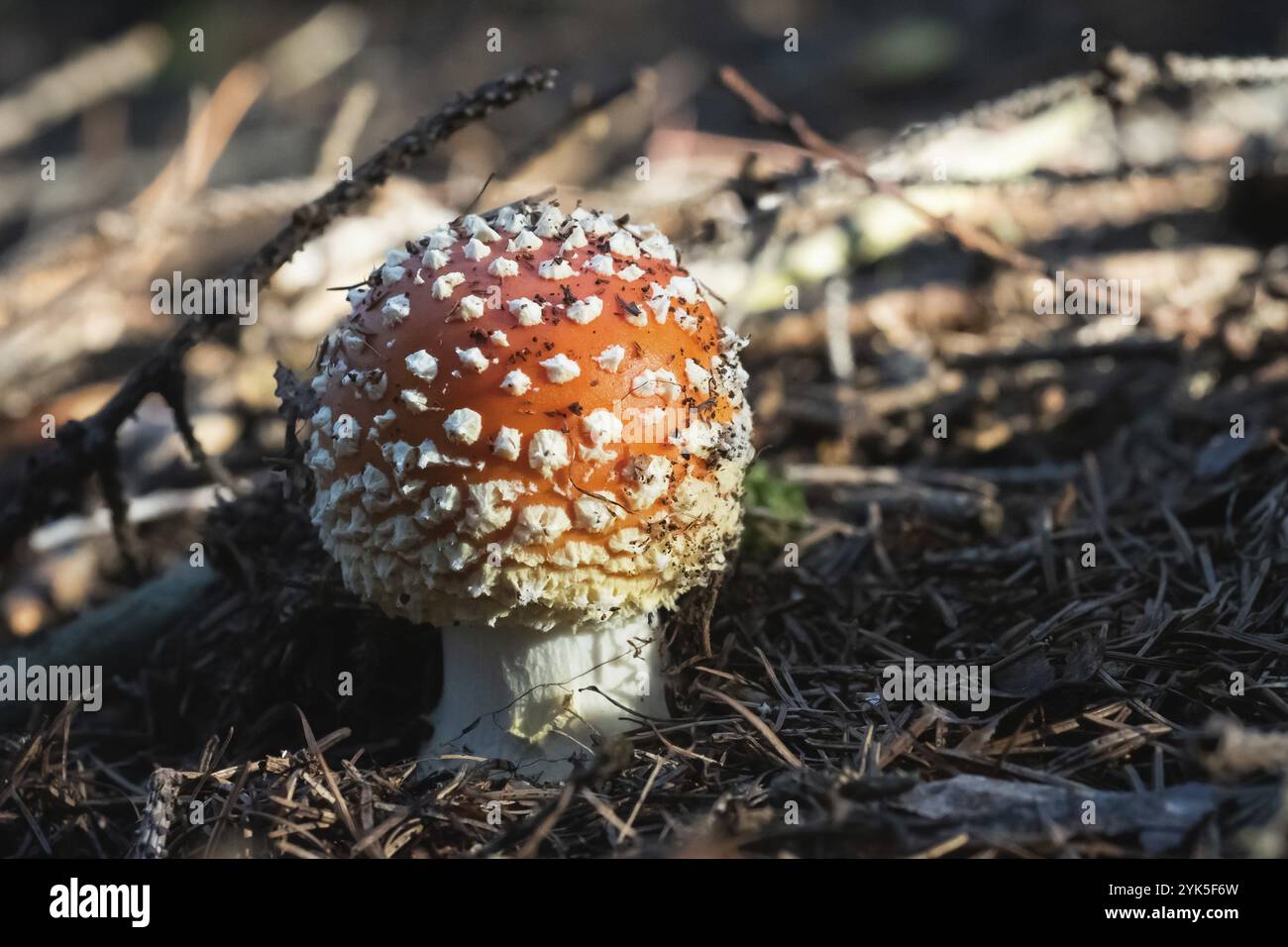 Amanita Muscaria in autunno. Vola agarico in una foresta autunnale. Fungo velenoso Foto Stock
