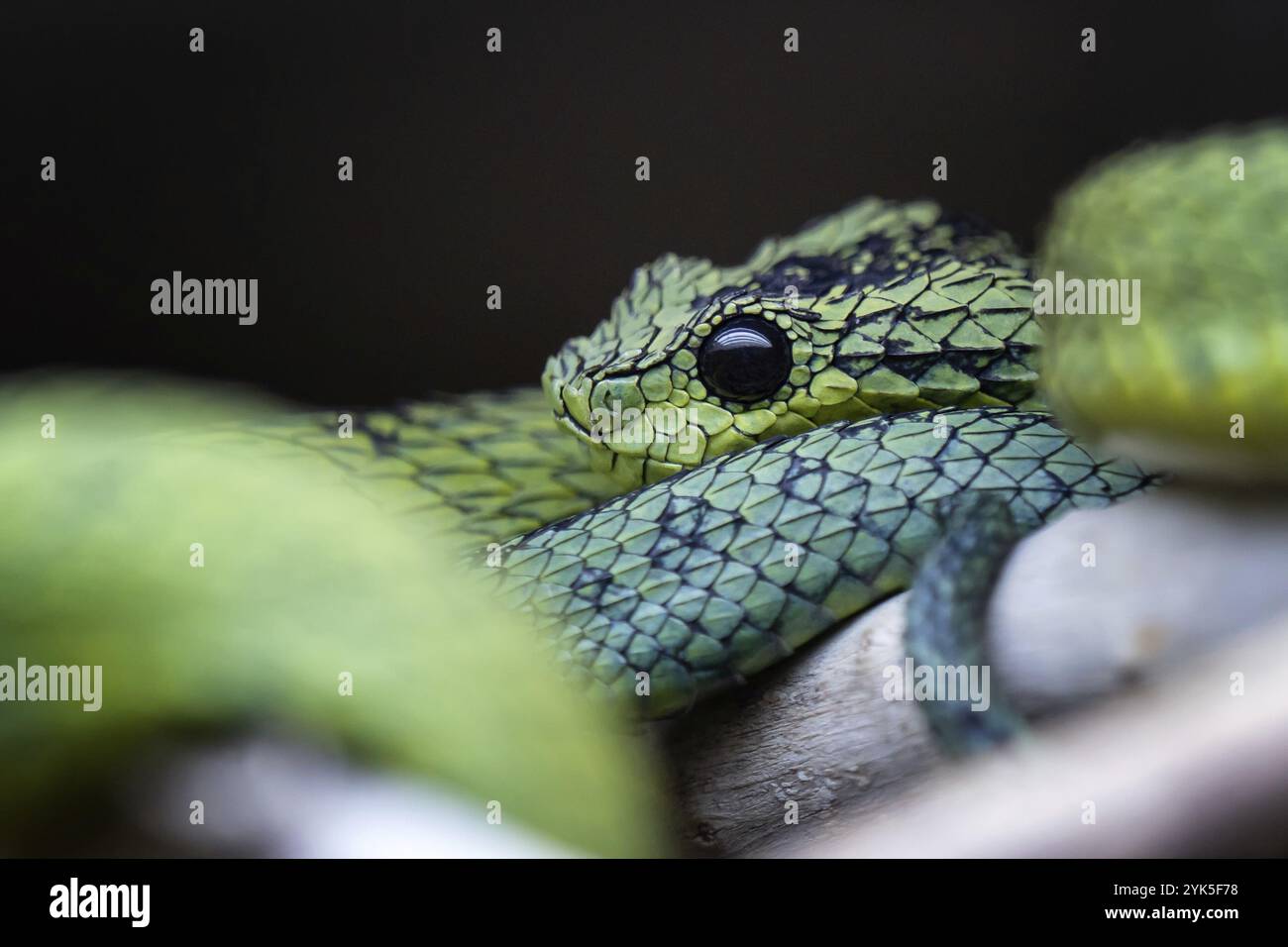 Il Bush viper dei grandi Laghi (Atheris nitschei) è attorcigliato intorno al ramo Foto Stock