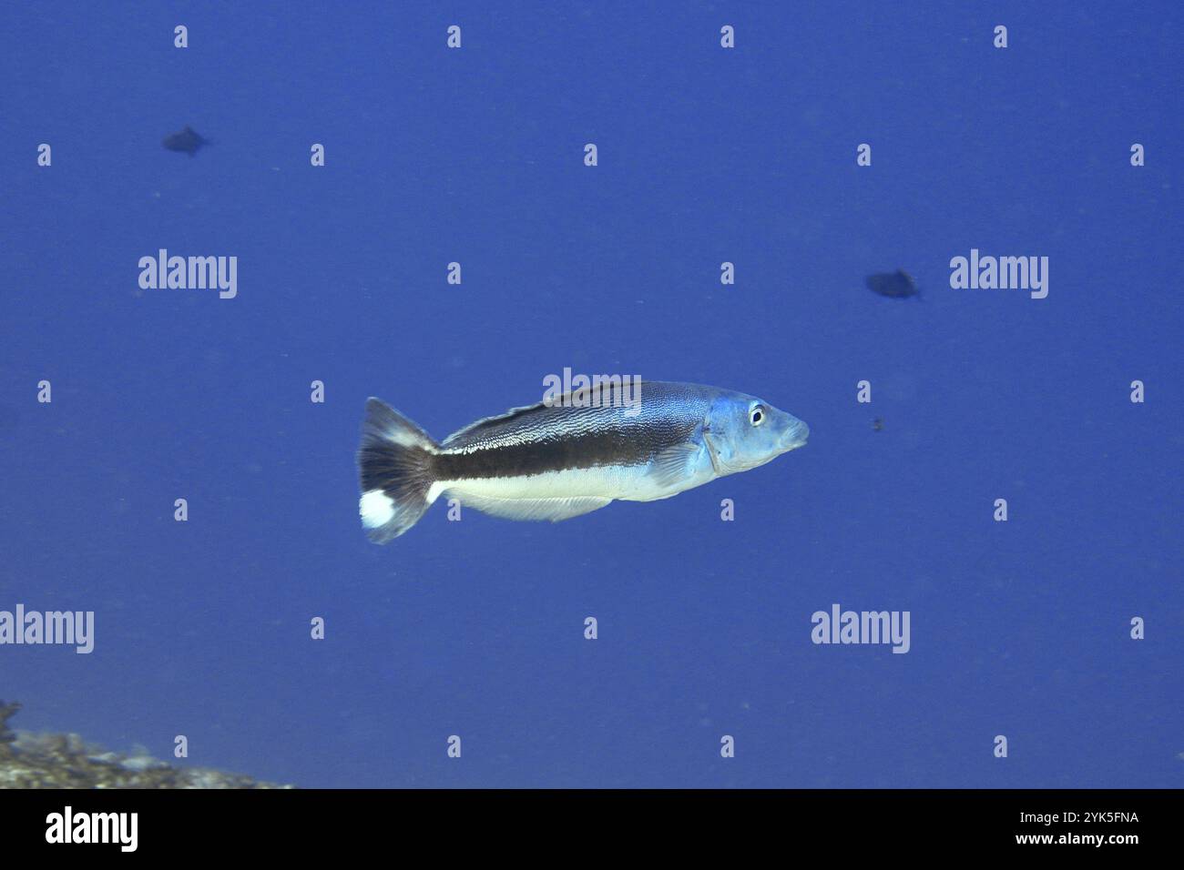 Pesci azzurri, siluro dalla testa blu (Malacanthus latovittatus), nuotando nell'oceano blu profondo, sito di immersione Toyapakeh, Nusa Ceningan, Nusa Penida, Bal Foto Stock