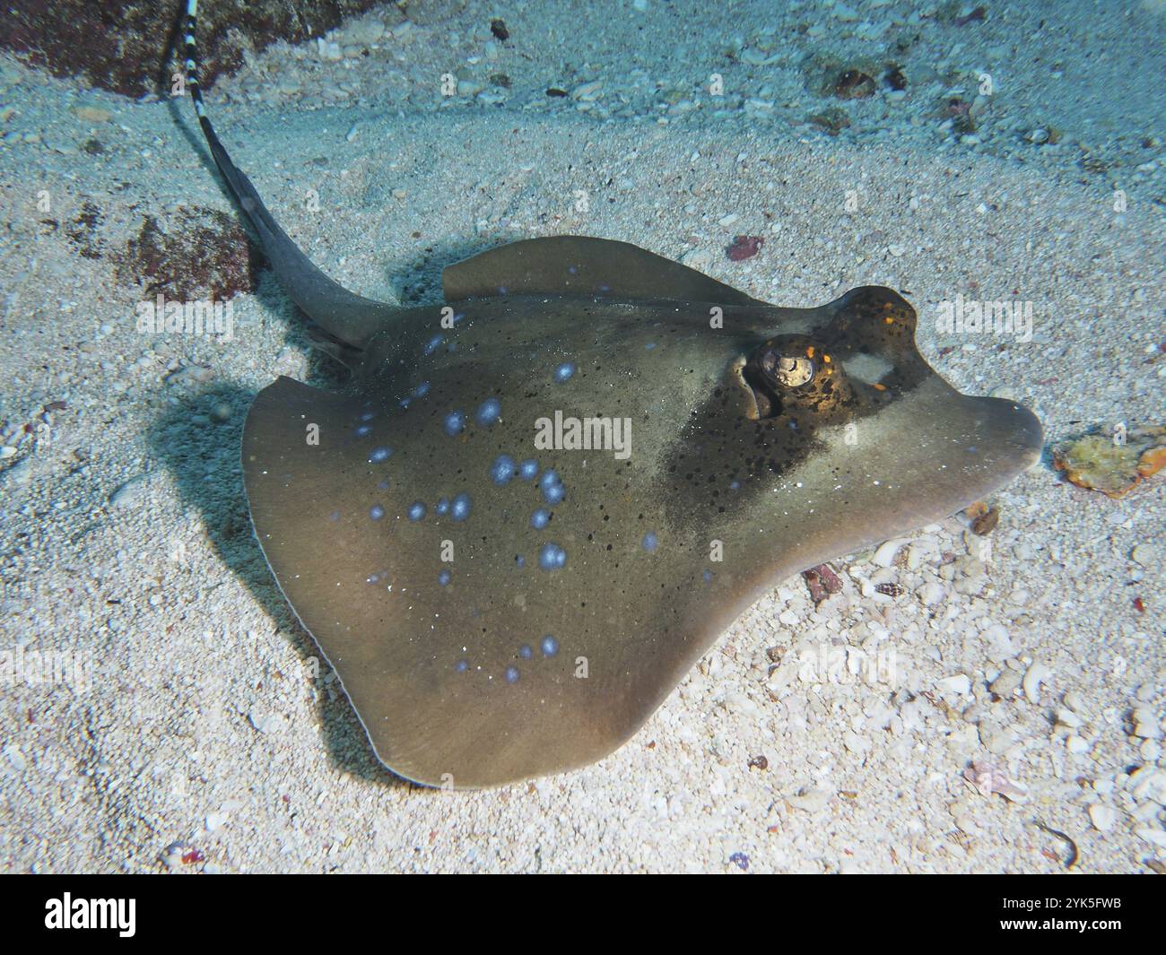 Pastinaca maculata blu, pastinaca maculata blu (Neotrygon kuhlii), giacente sul fondale sabbioso, sito di immersione SD, Nusa Ceningan, Nusa Penida, Bali, Indonesia Foto Stock