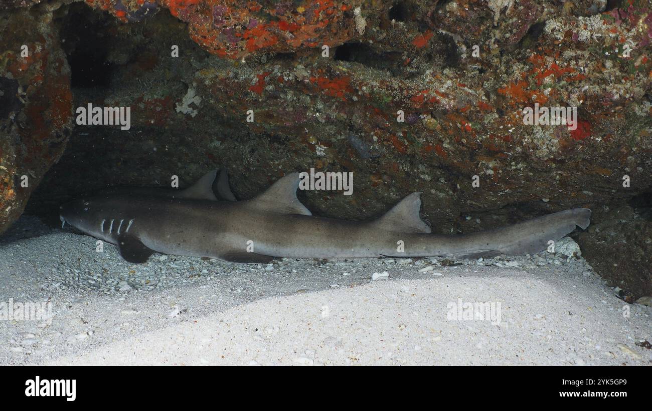 Uno squalo, squalo di bambù con bande Brownbanded (Chiloscyllium punctatum), che riposa sotto una roccia in una grotta sottomarina su un fondo sabbioso, sito di immersione SD, Nusa Ceningan Foto Stock