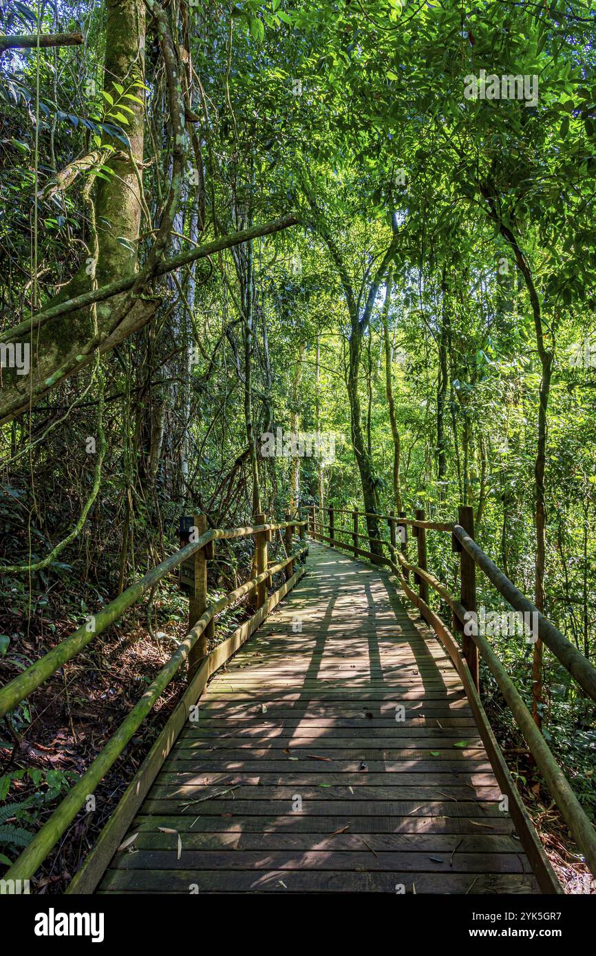 Sentiero sospeso in legno attraverso la vegetazione della foresta pluviale preservata di Ilhabela Ilhabela, San Paolo, Brasile, Sud America Foto Stock