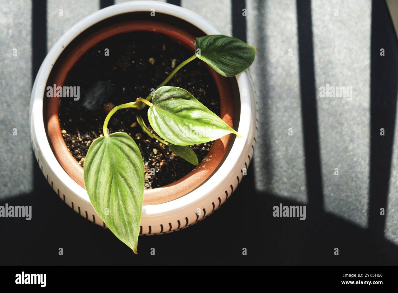 Philodendron Plowmanii un piccolo gambo radicato in un primo piano. Allevamento di specie rare di piante d'appartamento, coltivazione e cura degli aroidi Foto Stock