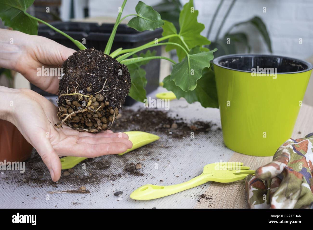 Il grumo di terra di una pianta domestica in vaso è intreciato con le radici, la pianta ha superato la pentola. Il bisogno di una pianta replant. Trapianto e cura Foto Stock