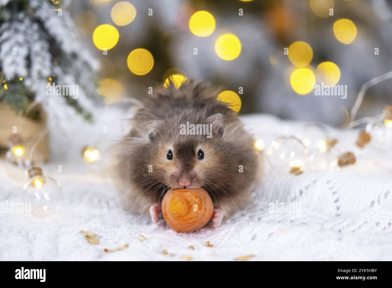 Un simpatico e soffice criceto stuzzica una carota sullo sfondo natalizio con luci da favola e bokeh Foto Stock