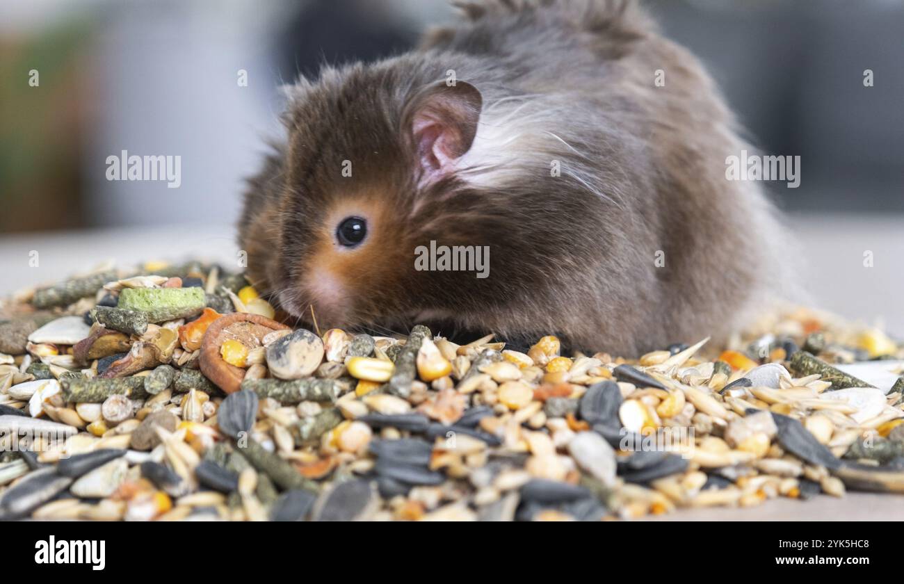 Divertente e soffice criceto siriano si siede su una manciata di semi e mangia e riempie le guance di brodo. Cibo per roditori per animali domestici, vitamine. Primo piano Foto Stock