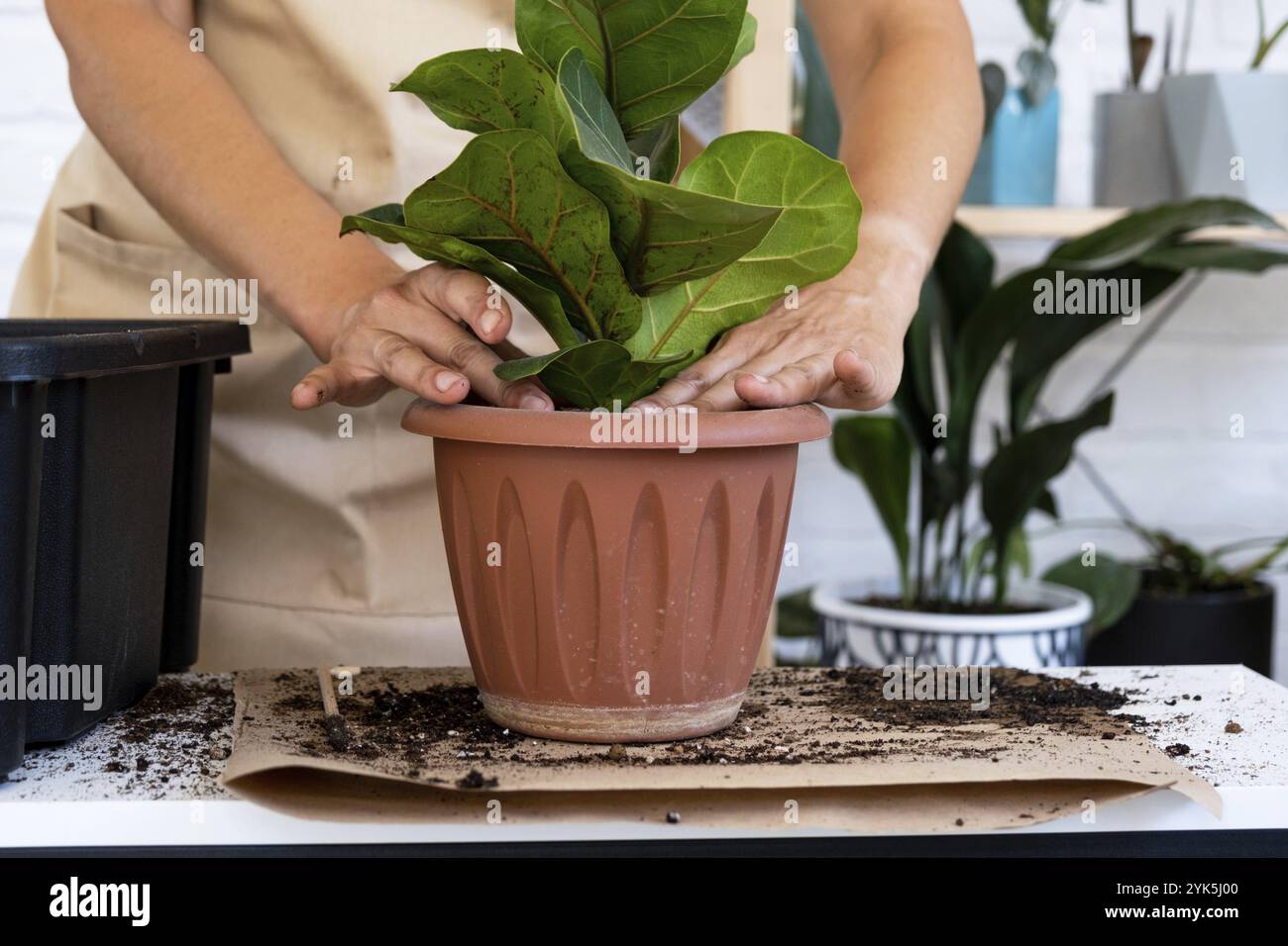 Trapiantare una pianta di casa Ficus lyrata in una nuova pentola. Una donna pianta in un nuovo terreno. Cura e riproduzione di una pianta in vaso, mani primo piano Foto Stock