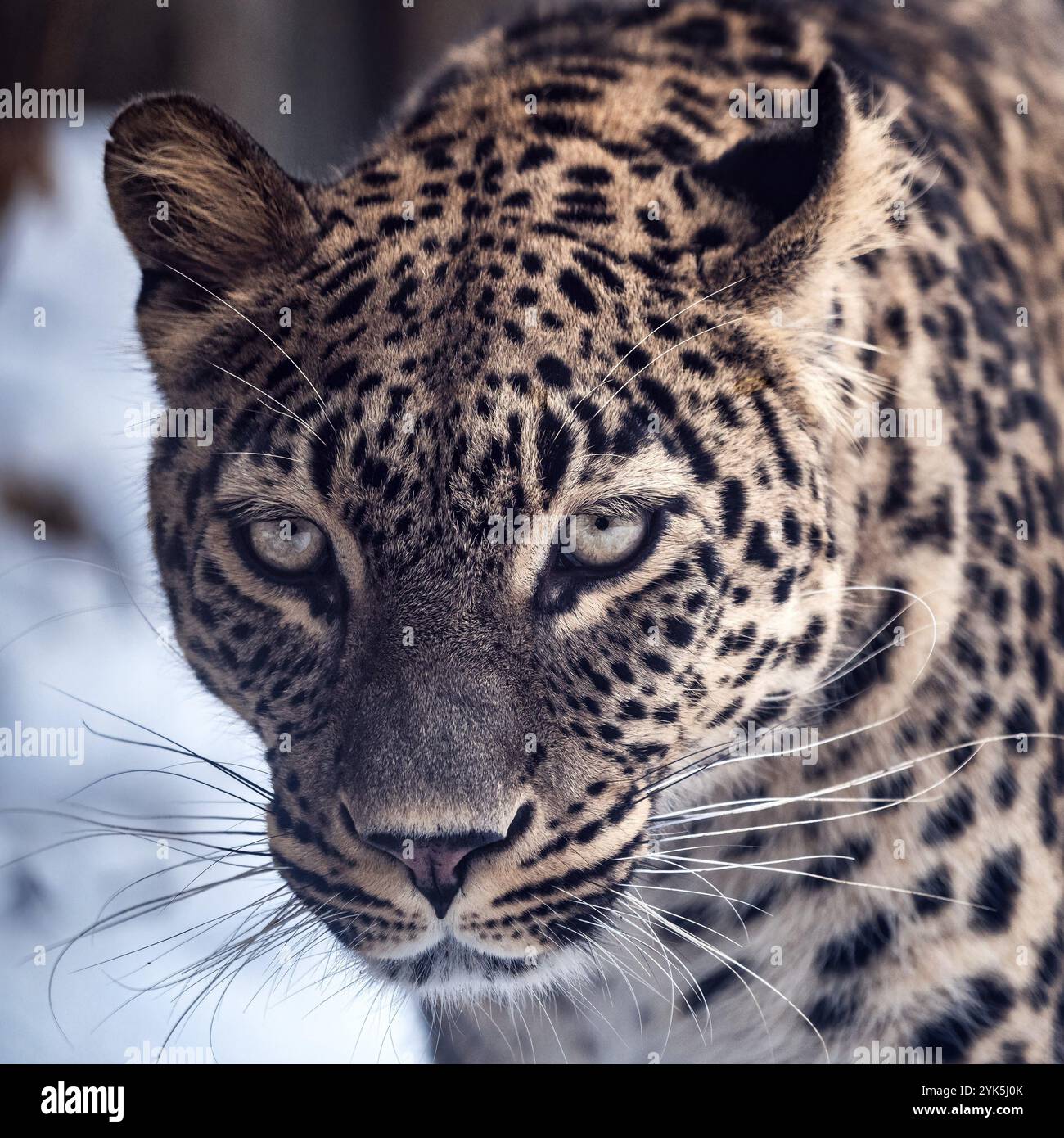 Leopardo persiano (Panthera pardus saxicolor) in inverno Foto Stock
