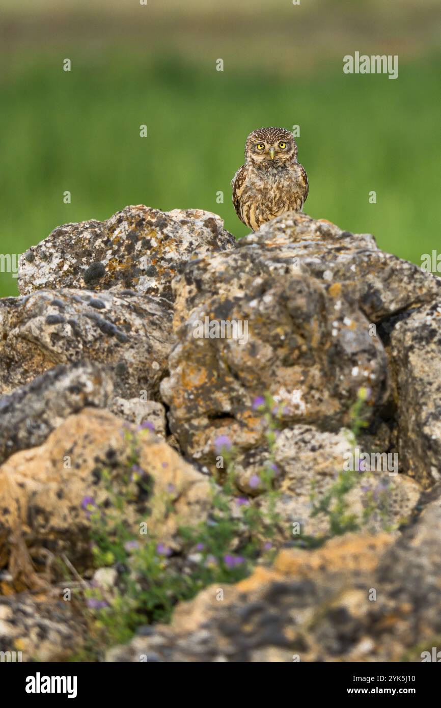 Little Owl, Athene noctua, Mediterranean Forest, Castilla y Leon, Spagna, Europa Foto Stock