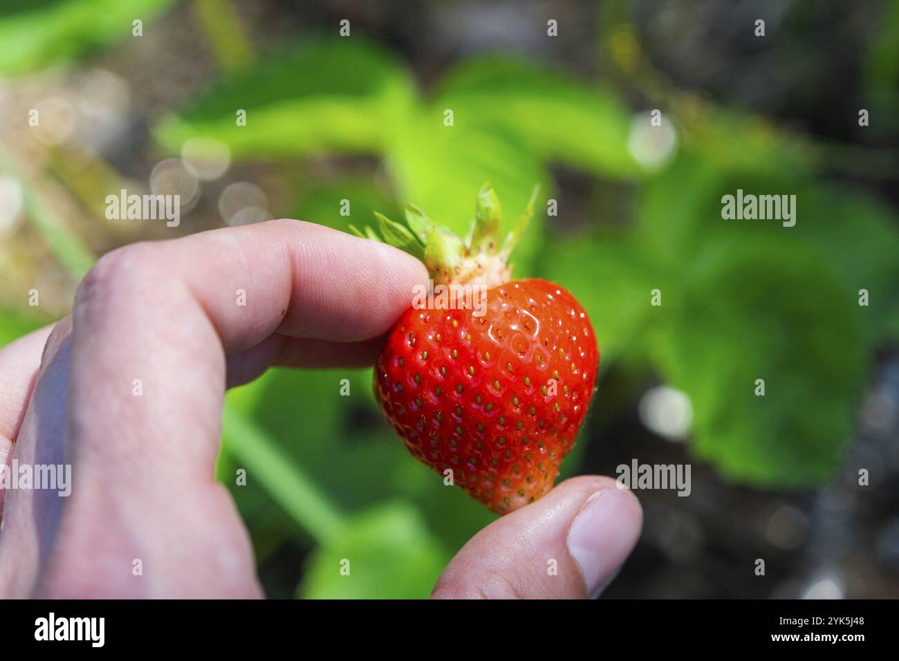 Una fragola matura e succosa su un letto nel vostro giardino. Bacche eco-friendly coltivato da un agricoltore in estate nel villaggio, raccolto Foto Stock
