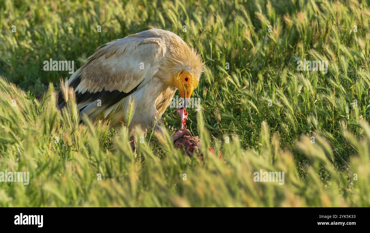 Egyptian Vulture, Neophron percnopterus, Agricultural Fields, Castilla y Leon, Spagna, Europa Foto Stock