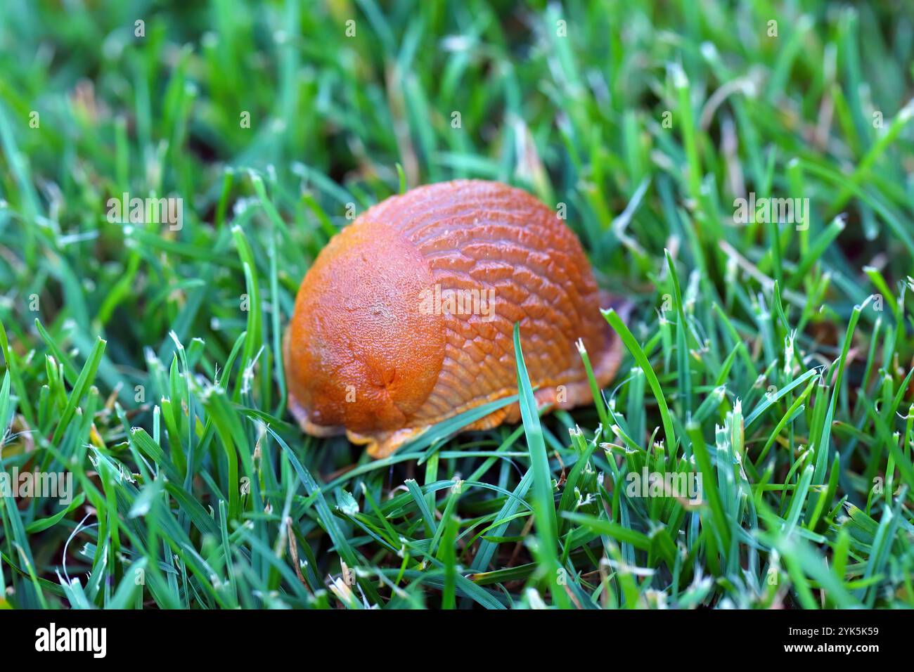 Lumaca, lumaca rossa, Arion rufus, parassiti nei giardini e nei campi agricoli. Sul prato. Foto Stock