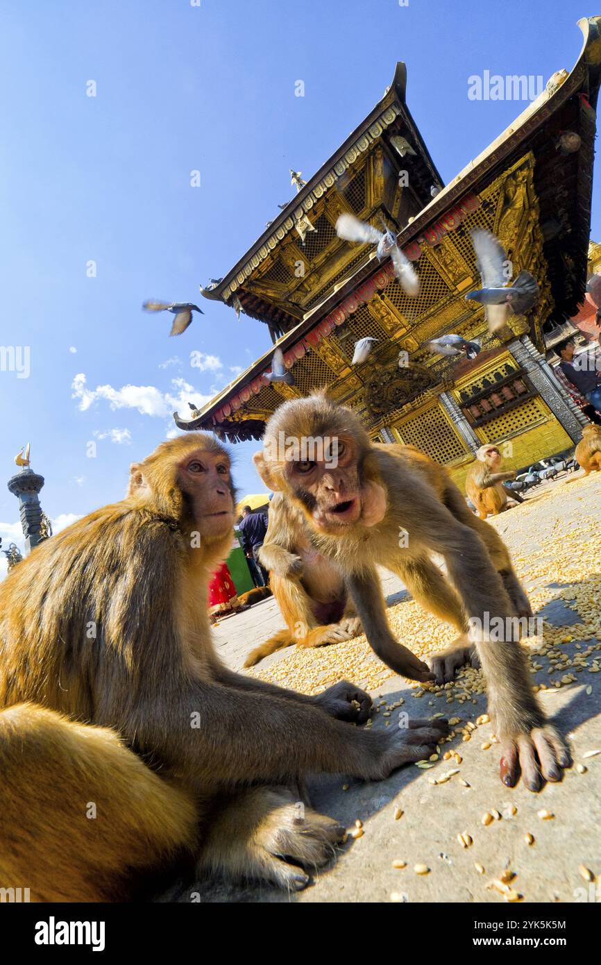 Tempio di Swayambhunath, tempio delle scimmie, patrimonio dell'umanità dell'UNESCO Siite, Kathmandu, Nepal, Asia Foto Stock