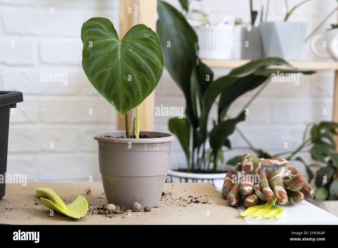 Trapiantare una pianta di casa Philodendron verrucosum in una pentola. Una donna pianta un fusto con radici in un nuovo terreno. Cura per una pianta in vaso, mani vicino Foto Stock