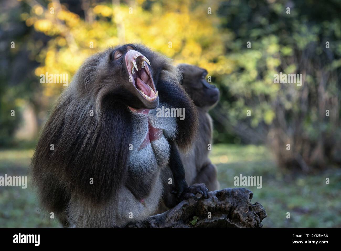 Maschio alfa di Gelada Baboon, Theropithecus gelada, bellissimo primate di terra. La scimmia mostra denti grandi Foto Stock