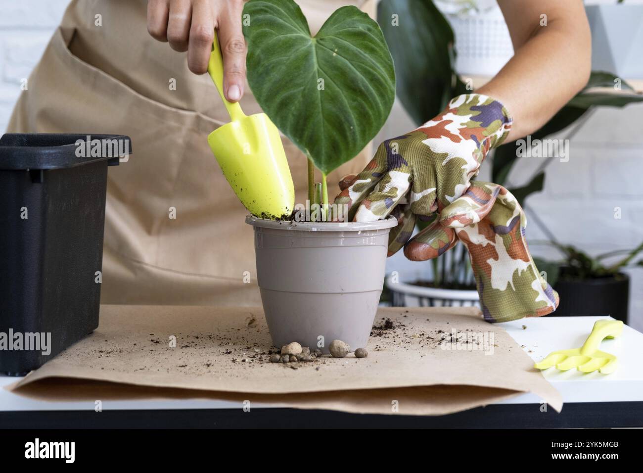 Trapiantare una pianta di casa Philodendron verrucosum in una pentola. Una donna pianta un fusto con radici in un nuovo terreno. Cura per una pianta in vaso, mani vicino Foto Stock