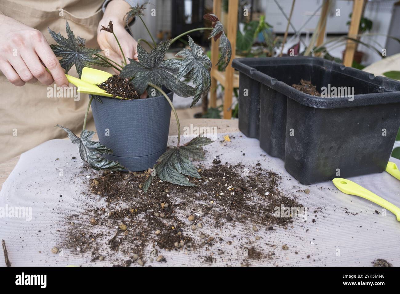 Trapianto di una pianta casa Begonia Gryphon in una nuova pentola. Una donna pianta un fusto con radici in un nuovo terreno. Cura per una pianta in vaso, mani primo piano Foto Stock